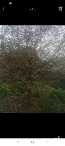 高度2厘米红花继木