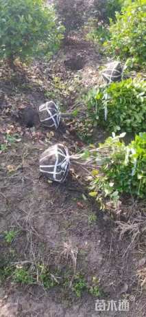 冠幅120厘米含笑球