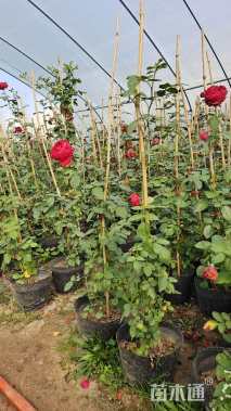 140厘米藤本月季