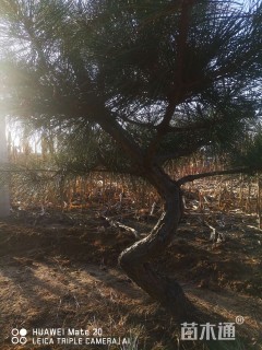 高度300厘米油松