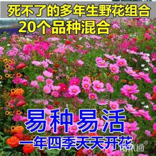 绿化草花种子
