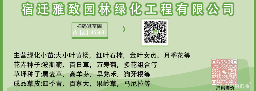 高度50厘米洒金珊瑚