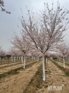 12公分染井吉野樱