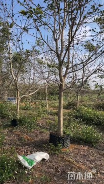 15公分腊肠树