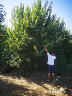 高度520厘米丛生三角枫