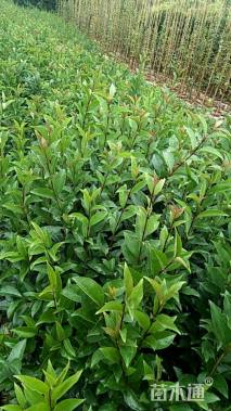 0.6公分大叶女贞