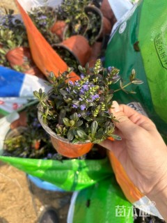 高度10厘米筋骨草