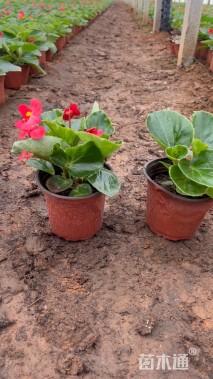 高度15厘米四季海棠