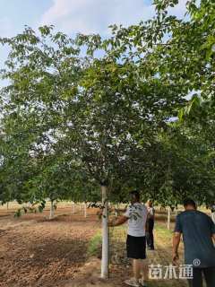 15公分高杆染井吉野樱