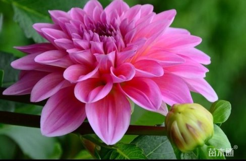 高度25厘米大丽花