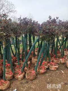 高度150厘米月季