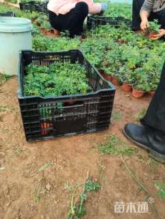 高度10厘米羽扇豆