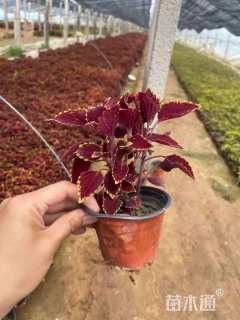 高度5厘米彩叶草穴盘苗