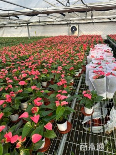 高度30厘米粉掌