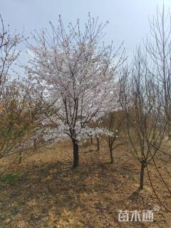 8公分染井吉野樱