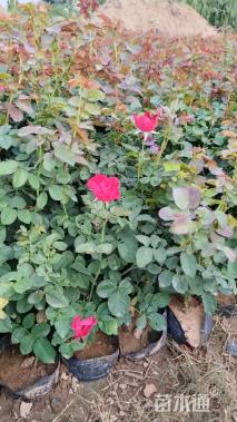 高度30厘米红帽月季