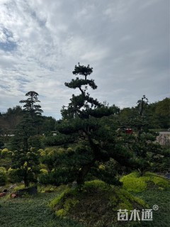 9公分罗汉松