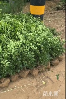 高度65厘米卫矛