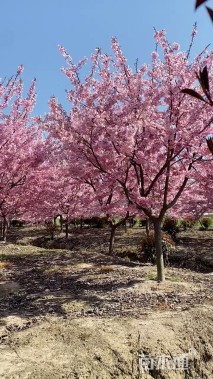 13公分红粉佳人樱