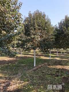 15公分大叶女贞