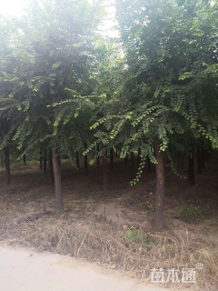 15公分中华金叶榆