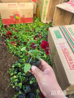 高度10厘米三色堇