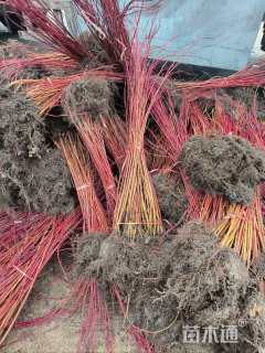 高度150厘米红瑞木