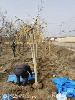 6公分金枝龙爪槐