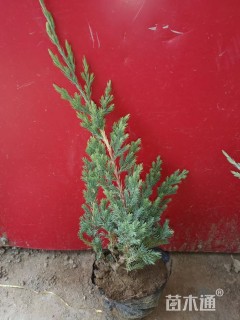 高度43厘米铺地柏