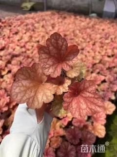 高度30厘米矾根