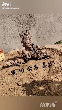 高度40厘米黄荆