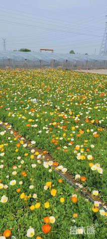 高度30厘米冰岛虞美人