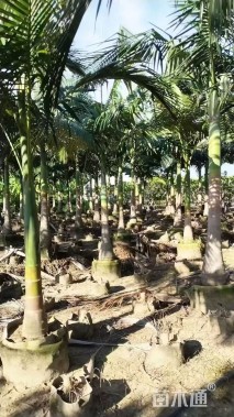 裸干高200厘米假槟榔