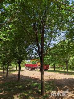 15公分暴马丁香