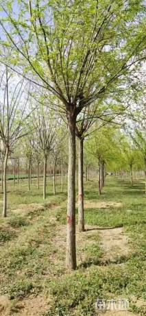 12公分青皮垂柳