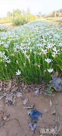 高度20厘米葱兰