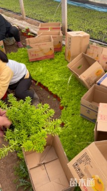 高度10厘米金叶佛甲草