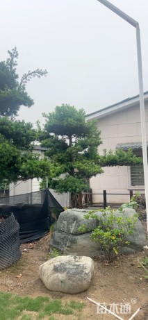 19公分罗汉松