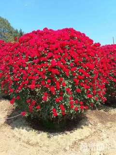 冠幅200厘米月季花球