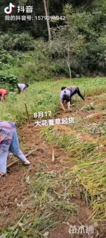 高度20厘米大花萱草