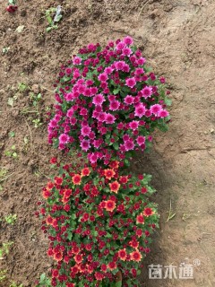 高度30厘米球菊