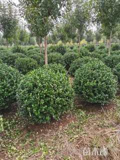 高度150厘米卫矛球