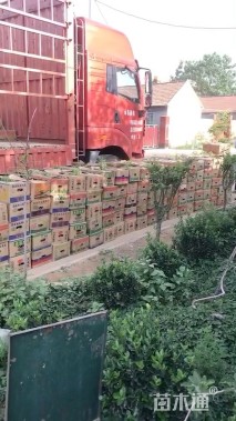 高度10厘米火炬花