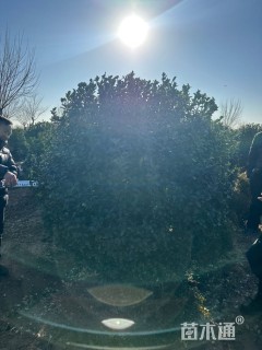 冠幅180厘米大叶黄杨球