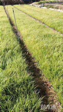 高度20厘米紫穗狼尾草