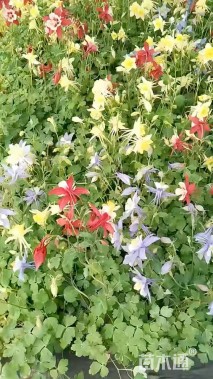 高度20厘米耧斗菜