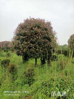 15公分红叶石楠