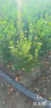 高度70厘米大叶黄杨