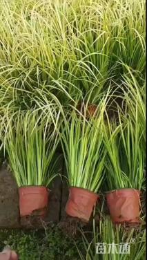 高度20厘米金叶石菖蒲