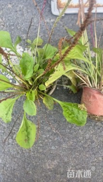 高度30厘米车前草